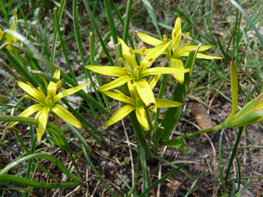 2 à 5 fleurs jaunes à 6 tépales formant une ombelle en forme d'étoile. Agrandir dans une nouvelle fenêtre (ou onglet)